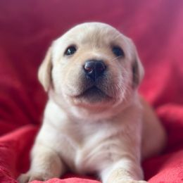 Mint Collar - Labrador Retriever puppy from Southern Sunshine Labradors
