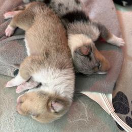 Boy 4 - male Collie puppy in Sun Prairie, Wisconsin from Jolis Collies
