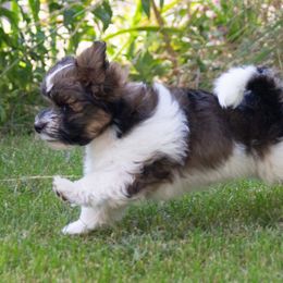 Havanese puppies from Green Gables Havanese
