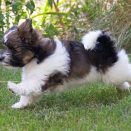 Havanese puppies from Green Gables Havanese
