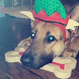 German Shepherds and Siberian Huskies from WolfPackk