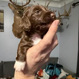 Iris Female 1 AKC - Chocolate female Dachshund puppy in Erie, Michigan from Champagne’s Grinch Toe’d Dachshunds