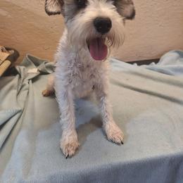 Misty - Miniature Schnauzer