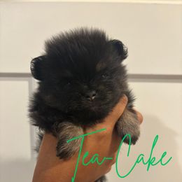 Tony - Black and tan male Pomeranian puppy in Eastover, North Carolina from Tea-Cake Pomeranians of The Carolinas