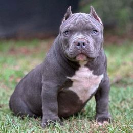 DJ - Blue male American Bully puppy in Dallas, Texas from Manuia Kennels