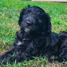 Aussiedoodle Puppies from Friendship Family Farm