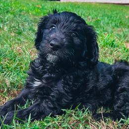 Aussiedoodle Puppies from Friendship Family Farm