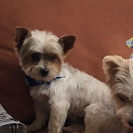 Koda - Yorkshire Terrier