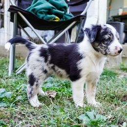 Venti - Blue merle female Border Collie puppy in Paola, Kansas from New Dawn Border Collies