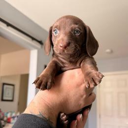 Hershey - Chocolate male Dachshund puppy in Victorville, California from Wirz’s Weens