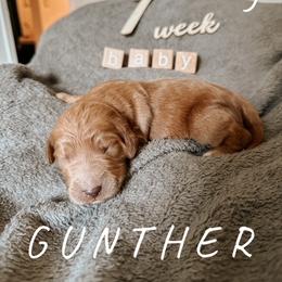 Goldendoodle Puppies from Glamorous Golden Doodles