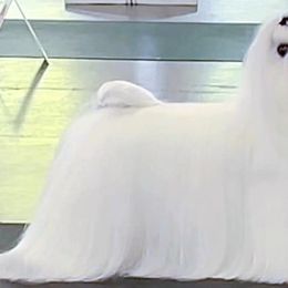 Emma - Maltese