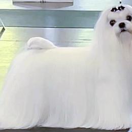 Emma - Maltese