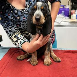 Yellow - Blue ticked and tan male Bluetick Coonhound puppy in Cherryville, North Carolina from Evenstar-WesRidge Bluetick Hounds