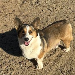 Gizmo - Pembroke Welsh Corgi