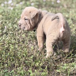 Octapie - Isabella dilute male Chinese Shar-Pei puppy in Lehigh Acres, Florida from Florida Wrinkles