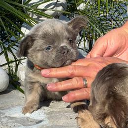 Dylan - Tricolors male French Bulldog puppy in Palm Coast, Florida from Calypso Island French Bulldogs