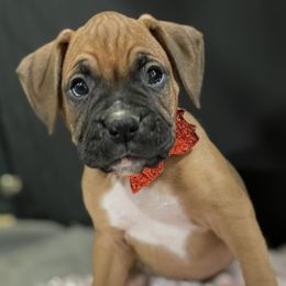Boxers from Beaut Boxers