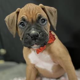 Boxers from Beaut Boxers