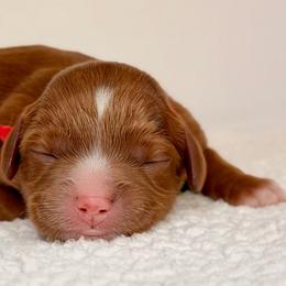 Girl 3 - Red female Cavapoo puppy in Pentwater, Michigan from Dumaw Creeks Pups