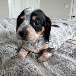 POLLY - Black and cream male Dachshund puppy in Fort Worth, Texas from Chadwick Farms Mini Dachshunds