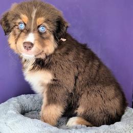 Quinn4Girl3- RTF,NBT,AKC,OFAs,Genetics - Red tri-color female Australian Shepherd puppy in South Hill, Virginia from Silverside Aussies LLC