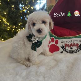 Belle - Cream female Goldendoodle puppy in Bristol, Tennessee from 4goldendoodles