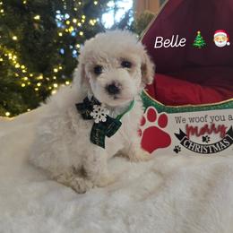 Belle - Cream female Goldendoodle puppy in Bristol, Tennessee from 4goldendoodles