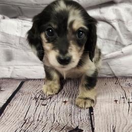 Ruby - Dapple female Dachshund puppy in Anaconda, Montana from Williams Family Dachshunds