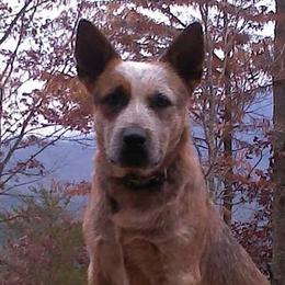 Australian Cattle Dogs from Scrappington Kennels