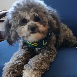 Gideon - Silver male Poodle puppy in North Carolina from Faithful Hearts Kennel