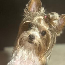 Yorkshire Terrier All Grown Up from Your Key Breeder