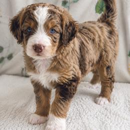 Bernedoodle, Goldendoodle, and Poodle Puppies from Gentle Paw Goldendoodles