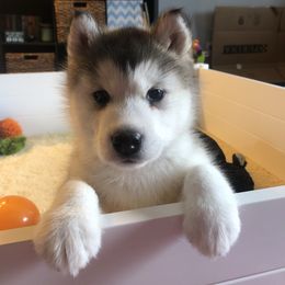 Alaskan Malamute Puppies from Sigma Alaskan Malamutes