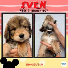 Sven (Brown) - male Golden Mountain Doodle puppy in Boiling Springs, South Carolina from OlliePups, LLC