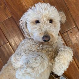 Lanie - Goldendoodle