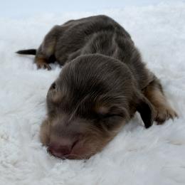 Mystic ember - Chocolate and tan male Dachshund puppy in Sacramento, California from HEFFERNAN HOUNDS