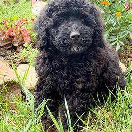 Girl 3 - Phantom female Bernedoodle puppy in Montrose, Michigan from Livy’s Doodles