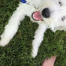 Assorted Doodle Crosses, Aussiedoodles, Golden Aussiedoodles, Goldendoodles, and Sheepadoodles from Goldendoodledoo Farms