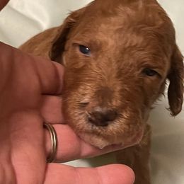 Poodle Puppies from Chapel Farm Standard Poodles