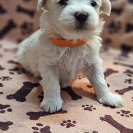 Maltese Puppies from Emotional Amor Support