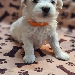 Maltese Puppies from Emotional Amor Support