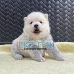Agnes - Gray and white female Pomsky puppy in Littleton, Colorado from Pikes Peak Pomskies