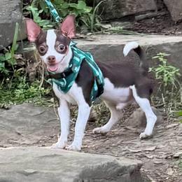Max - Chihuahua