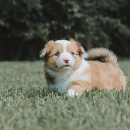American Corgi and Pembroke Welsh Corgi Puppies from Witch Creek Corgis