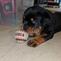 Rottweiler Puppies from Supreme Rottweilers