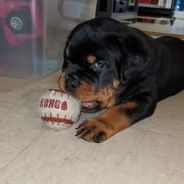 Rottweiler Puppies from Supreme Rottweilers