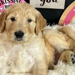 Boy 2- Moon - Red  Goldendoodle puppy in Douglasville, Georgia from Poodles & Doodles by Design