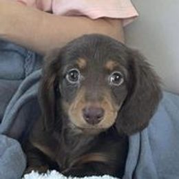 Dachshunds from Land of Oz Dachshunds