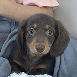 Dachshunds from Land of Oz Dachshunds